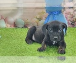 Small #2 Catahoula Leopard Dog