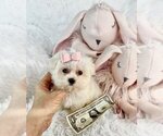Small #2 Morkie