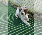 Small Photo #3 Goldendoodle (Miniature) Puppy For Sale in LAYTON, UT, USA