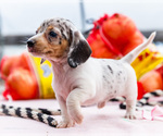 Small #5 Dachshund