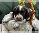 Puppy Teddy English Springer Spaniel