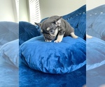 Small Photo #10 French Bulldog Puppy For Sale in UNIVERSAL CITY, CA, USA