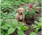Small Photo #6 Goldendoodle Puppy For Sale in FISHERS, IN, USA
