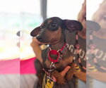 Small #2 Doxie-Pin