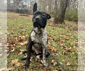 Staffordshire Bull Terrier-Unknown Mix Dogs for adoption in Sparta, TN, USA