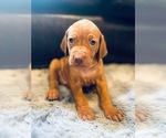 Small #1 Vizsla