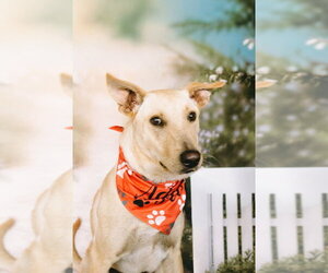 Mutt Dogs for adoption in Elmsford, NY, USA