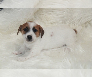 Jack Russell Terrier Puppy for Sale in BENTON, Illinois USA