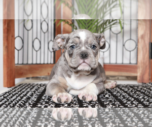 Olde English Bulldogge Puppy for sale in NAPLES, FL, USA