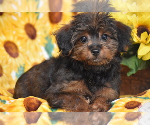 Poodle (Toy)-Yorkshire Terrier Mix Puppy for Sale in ELDORADO, Ohio USA