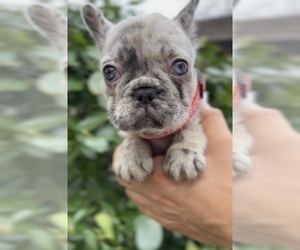 French Bulldog Puppy for sale in METUCHEN, NJ, USA