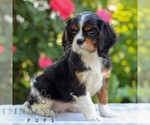 Small #3 Cavalier King Charles Spaniel