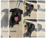 Small #1 Cairn Terrier Mix