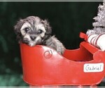 Small Photo #2 Maltipoo Puppy For Sale in MOMEYER, NC, USA