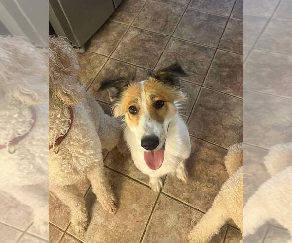 Medium Photo #8 Collie-Unknown Mix Puppy For Sale in New York, NY, USA