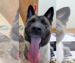Small #8 Akita Mix