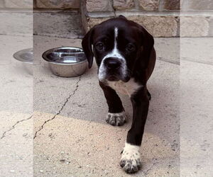 American Pit Bull Terrier-Basset Hound Mix Dogs for adoption in Kannapolis, NC, USA