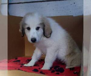 Great Pyrenees Puppy for sale in BRIGHTON, IA, USA