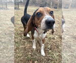 Small Beagle