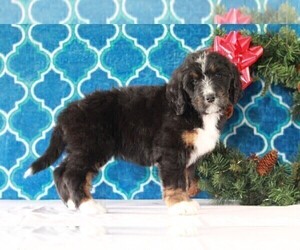 Bernedoodle Puppy for sale in APPLE CREEK, OH, USA