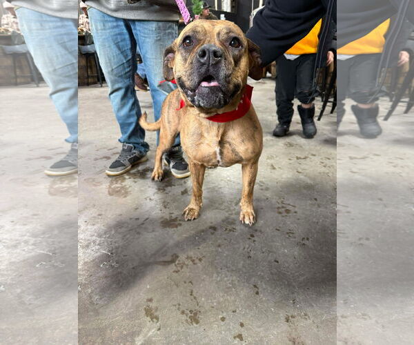 Medium Photo #2 Bulldog-Unknown Mix Puppy For Sale in Duluth, MN, USA