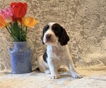 Small English Springer Spaniel