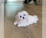 Small Photo #7 Maltese Puppy For Sale in LOS ANGELES, CA, USA