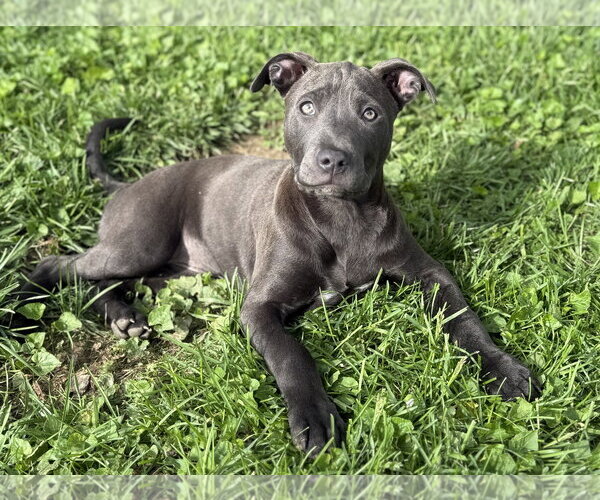 Medium Photo #1 Mutt Puppy For Sale in Fenton, MO, USA