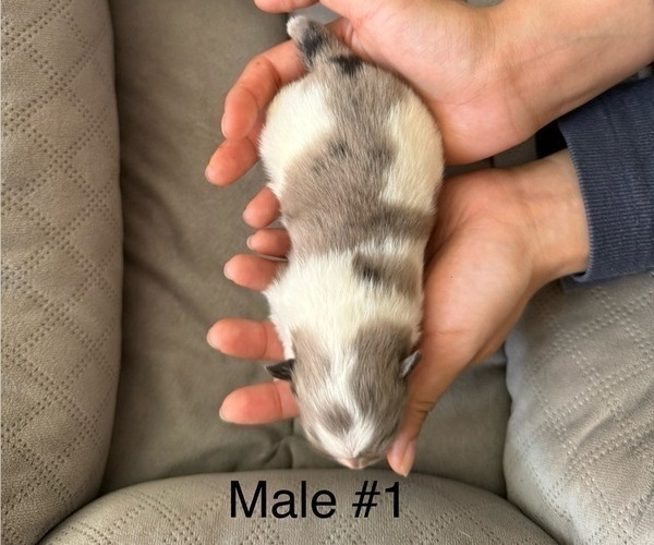 Medium Photo #8 Pomeranian Puppy For Sale in SAN JOSE, CA, USA