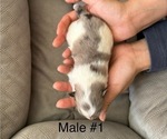 Small #7 Pomeranian