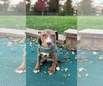 Small #8 American Pit Bull Terrier Mix
