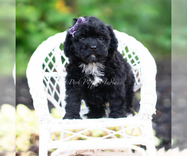 Medium Photo #54 Maltipoo (Miniature) Puppy For Sale in WARSAW, IN, USA