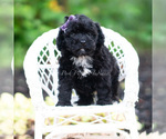 Small #5 Maltipoo (Miniature)