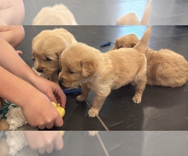 Medium Photo #2 Golden Retriever Puppy For Sale in PANA, IL, USA