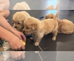 Small #1 Golden Retriever