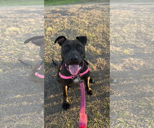 Paris II - Female Mutt Dog for Adoption - Photo #7