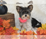 Small #3 Yorkshire Terrier