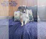 Puppy Mickey Shetland Sheepdog