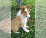 Small Photo #2 Collie Puppy For Sale in WEST LIBERTY, KY, USA