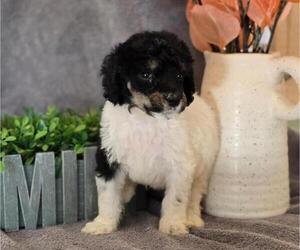 Poodle (Miniature) Puppy for sale in CLEVELAND, GA, USA