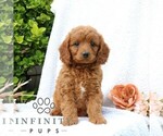 Small #2 Goldendoodle (Miniature)