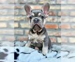 Small #19 French Bulldog