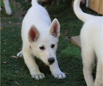 Small #2 German Shepherd Dog