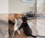 Small #3 Huskies -Labrador Retriever Mix