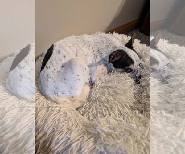 Medium Photo #2 Rat Terrier-Unknown Mix Puppy For Sale in bloomington, IL, USA