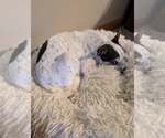Small #1 Rat Terrier Mix