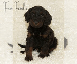 Puppy Frankie Goldendoodle (Miniature)
