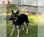 Small #1 German Shepherd Dog