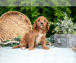 Small #2 Cavapoo