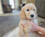 Small Photo #39 Goldendoodle Puppy For Sale in KATY, TX, USA